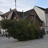 18-Meter-Baum steht