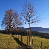 Ersatz für 200-jährigen Baum