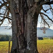 Ersatz für 200-jährigen Lindenbaum