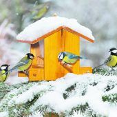 Vogelfütterung im Winter