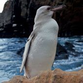 Weißer Pinguin auf Galapagos-Inseln entdeckt