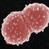 Mikroben überleben lange Weltraum-Außenreisen