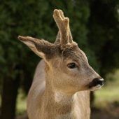 Wilderer schießt Rehbock in Bludenz an