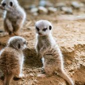 Quirliger Nachwuchs