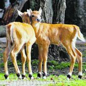 Chanti und Charkor