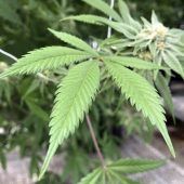 Gerichtsurteil: Hanf-Wirkstoff CBD ist kein Suchtmittel. »D2