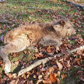 Nachwuchs im Wildpark