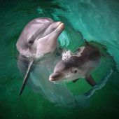 Nachwuchs bei Delfinen