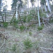 Frassenwald in Ludesch frisch gesichert
