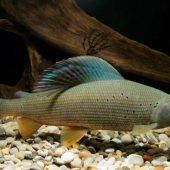 Äsche, die graue Eminenz ist Fisch des Jahres