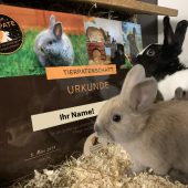 Tiere beschenken statt schenken