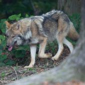 Der Wolf vom Leiblachtal