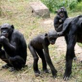 Bonobos sind äußerst pflichtbewusste und treue Artgenossen