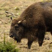 Neue Liste der bedrohten Arten: Wisent weniger gefährdet