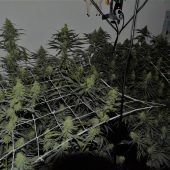 Cannabisplantage in ehemaligem Kinderzimmer entdeckt
