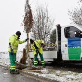 32 neue Bäume in Rankweil