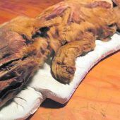 Forscher untersuchten Wolf aus dem Permafrost