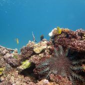 Klimawandel größte Bedrohung für Weltnaturerbe