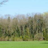 Kranke Bäume in Gaißau werden entfernt