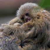 Ein Knäuel Flausch