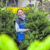 Christbaum-Verkauf läuft auf Hochtouren