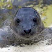 Tierische Gewinner und Verlierer
