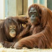 Orang-Utans haben sich gut eingelebt