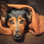 Wie Silvesterstress für Tiere vermieden werden kann