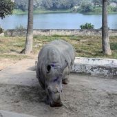 Einsames Nashorn bekommt Gesellschaft