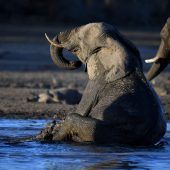 Mysteriöses Elefantensterben in Botswana geht weiter