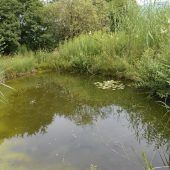 Ortsgemeinde Au will Biotop im Schweizer Ried erweitern