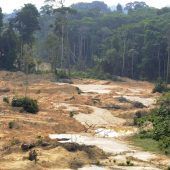 43 Millionen Hektar tropischer Regenwald zerstört