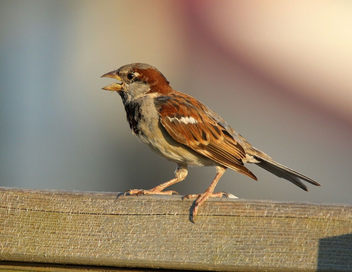 Der Haussperling, auch Spatz genannt, flatterte auf Platz eins.Birdlife