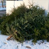 Entsorgung der ­Christbäume