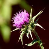 Mariendistel ist die Arzneipflanze des Jahres in Österreich