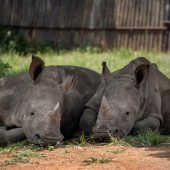 Siesta im Schatten