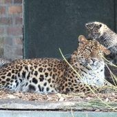 Leoparden-Zwillinge