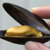 Mikroplastik in Muscheln ­nachgewiesen