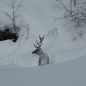 Appell des Wildbiologen: „Lasst das Wild in Ruhe“