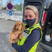 Hungrigen Cocker Spaniel geschmuggelt