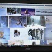Tiere im Schnee