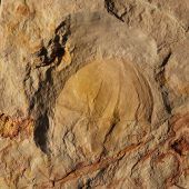 Entdecktes Fossil gehört zu bisher unbekannter Gattung