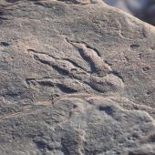 Vierjährige findet bei Spaziergang Dinosaurier-Fußabdruck