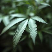 Riesige Cannabis-Indoorplantage auf Wiener Sophienalpe entdeckt