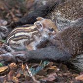 Finanzspritze für Waschbär, Gams, Luchs und Co.