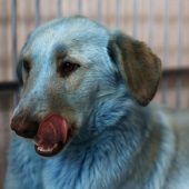 Rätsel um blaue Hunde in Russland
