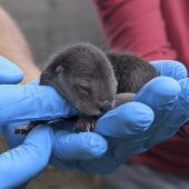 Kleiner Flussotter