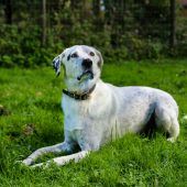 Diva wünscht sich einen Partner