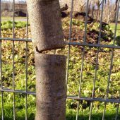 Ein Obstbaum-Frevler sägt in Mäder herum