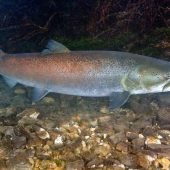 Süßwasserfische bedroht